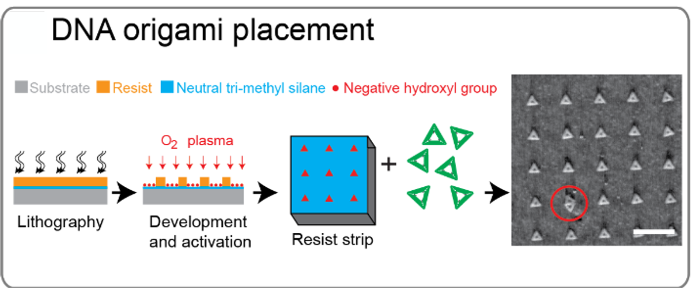 Lithography-based fabrication process allowing for precise placement of DNA origami on a surface.