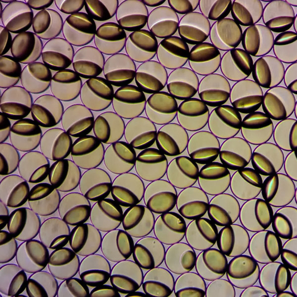 Janus emulsion droplets are captured in the process of changing form in response to the presence of contamination by a food pathogen in a lab setting. The emulsions can be viewed by the naked eye and, with the aid of a handheld sensor currently in development, can quantify the presence and amount of bacterial contamination in food. (Image: Courtesy of the researchers, cropped by ISN)